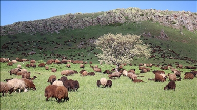 Baharın geldiği Ağrı'nın Cumaçay Yaylası'nda koyun ve kuzu sesleri yankılanıyor