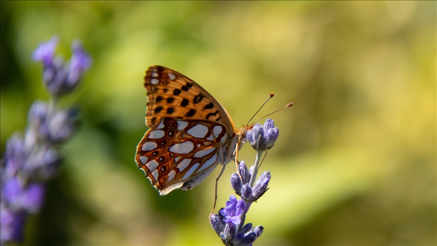 Türkiye houses more than 3,700 endemic species