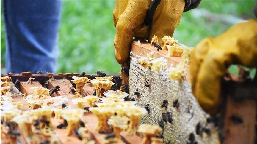 « Un pays, un produit prioritaire »: La FAO soutient les apiculteurs et les producteurs de miel