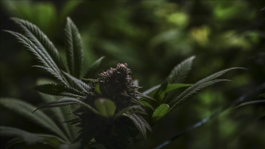 Etude: La consommation quotidienne de cannabis dépasse la consommation quotidienne d’alcool aux États-Unis