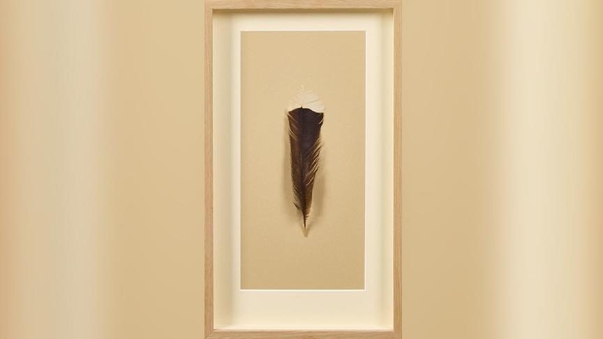 World’s most expensive feather sold in New Zealand auction for $28,000