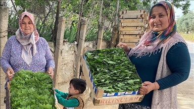 Manisa'da üzüm üreticisi asma yaprağı ile ek gelir sağlıyor