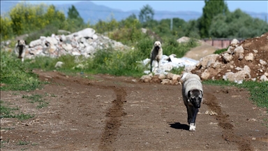 Köyün yakınlarına bırakılan sahipsiz köpekler yöre halkının korkulu rüyası oldu