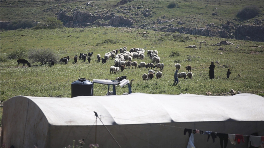 Human rights center exposes Israeli plan to displace Palestinian shepherds from West Bank