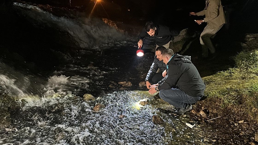 Üremek için tatlı sulara göç eden inci kefalini koruma çalışmaları sürüyor