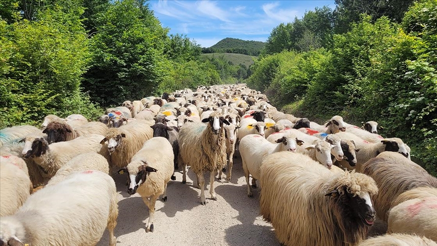 Samsun'da sürülerin yayla yolculuğu