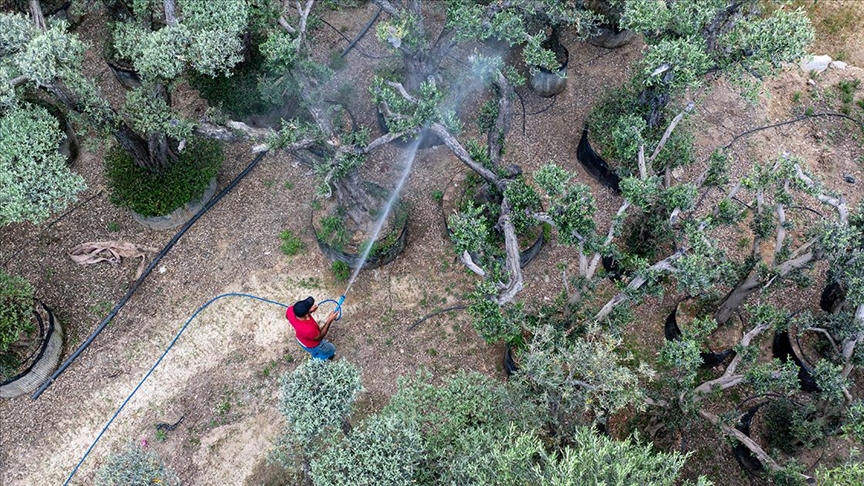 Kesime gönderilecek ağaçları yakacak olmaktan kurtarıp peyzaj ögesi haline getiriyor