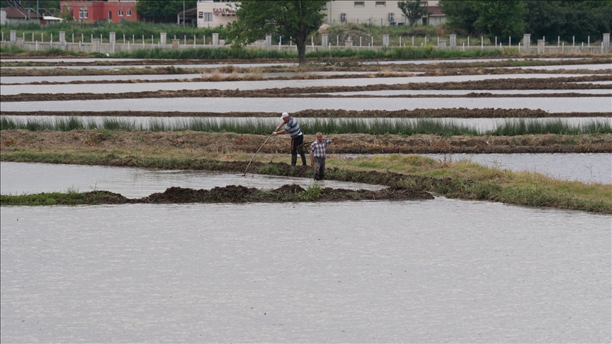 Çorum'da Kızılırmak çevresindeki bereketli topraklarda çeltik mesaisi başladı