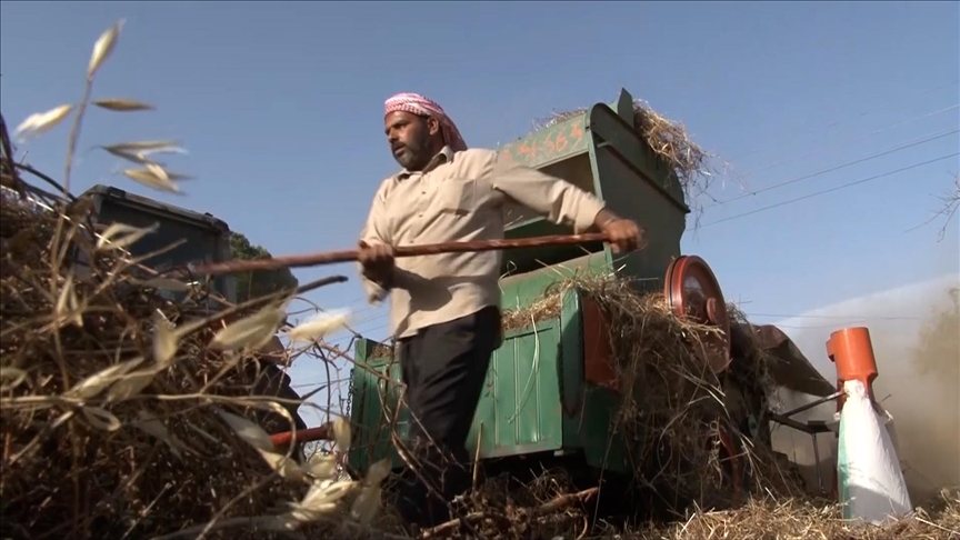 موسم القمح بجنوب لبنان.. حصاد مبكر تحت القصف (تقرير)