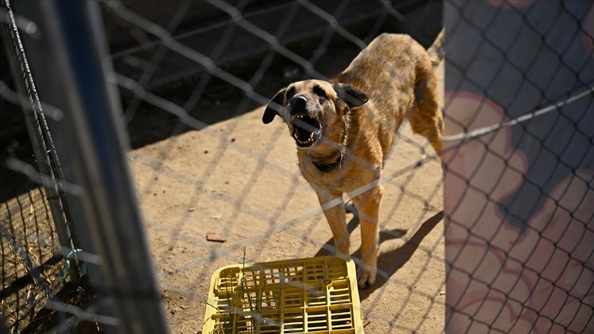 İspanya'da sahipsiz köpekler sorununa barınaklar, kısırlaştırma ve kontroller sayesinde çözüm bulundu