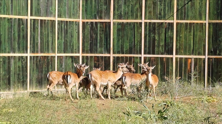 Alageyiklerin yeni yaşam alanları GPS'li takiple belirleniyor