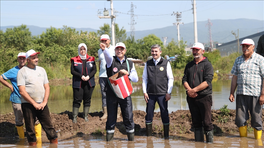Düzce'de coğrafi işaretli "Konuralp pirinci"nde hedef 1470 ton üretim