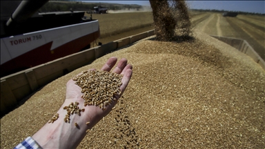 World grain production expected to rise in 2024 despite Russia-Ukraine war: Expert