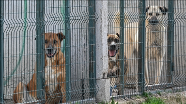 EU working on standardized measures for stray animals