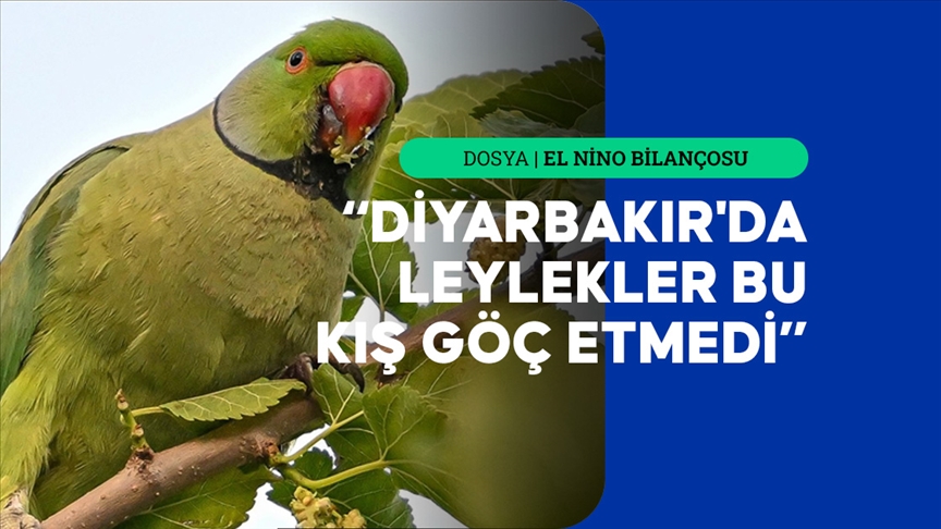 Biyolojik türlerin alışkanlıkları El Nino ile değişiyor