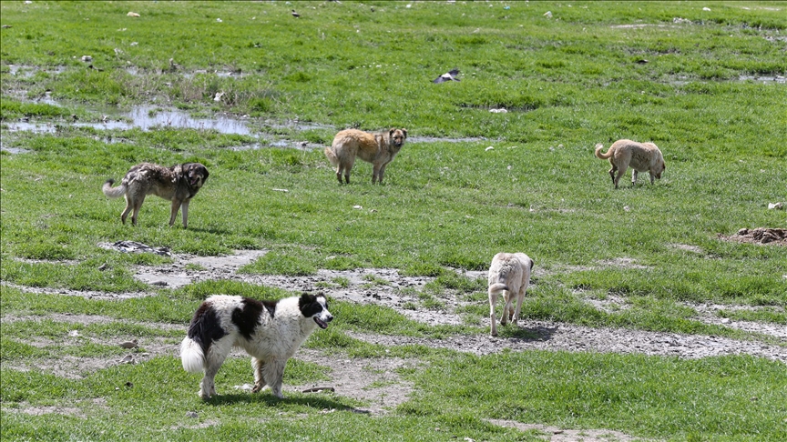 Köpek saldırısında ölen çocuğun ailesi yasal düzenleme istiyor