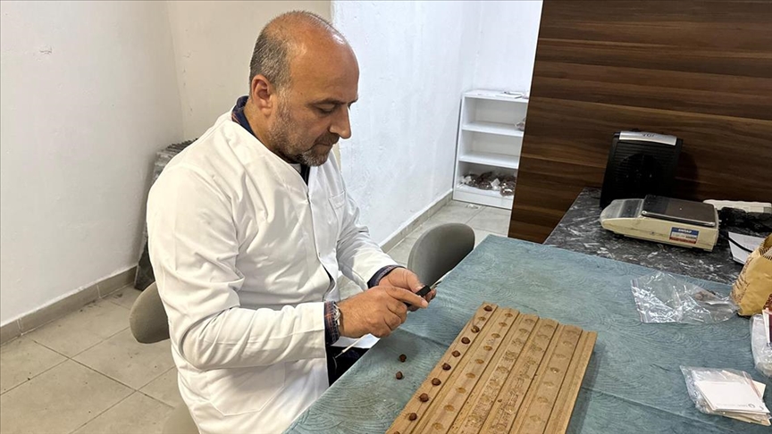 Kahverengi kokarcanın fındığa zararlı etkileri araştırılıyor