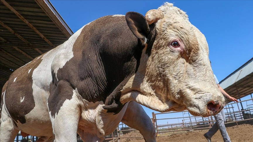 Gaziantep'te 1,3 tonluk boğa "Fıstık" alıcısını bekliyor