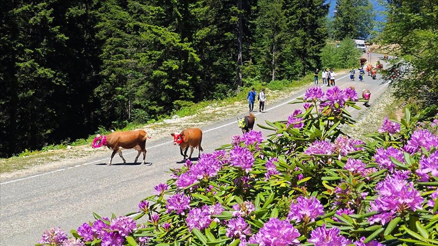 Doğu Karadeniz yaylalarına büyükbaş hayvanlarla göç başladı