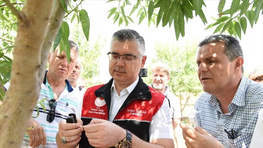 Balıkesir'de kahverengi kokarca böceği zararlısına karşı biyolojik mücadele başlatıldı