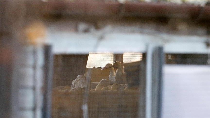 Mexico's health secretary denies death of resident due to bird flu subtype