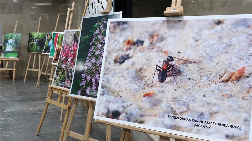 Istranca Dağları'nın zengin ekosistemi fotoğraf sergisi ile aktarıldı 