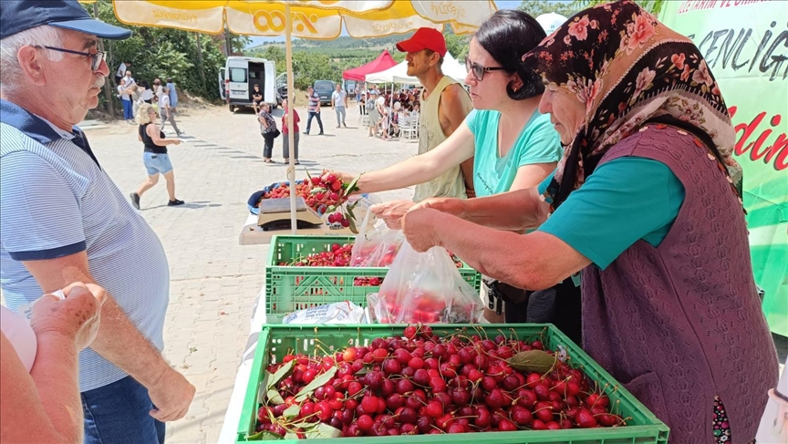 Tadıyla ünlü Enez Çeribaşı kirazının hasat sezonu başladı