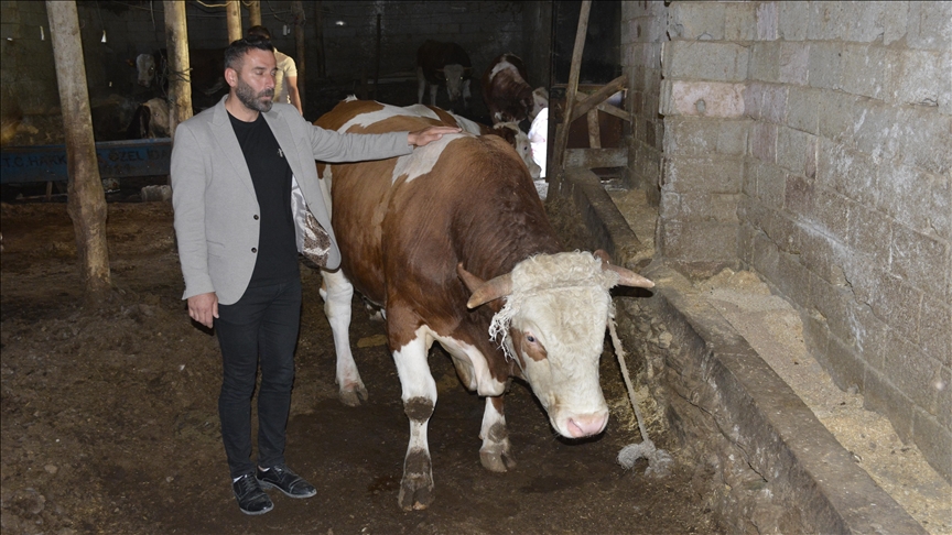 Hakkari'de 1 ton 200 kilogram ağırlığındaki tosun 200 bin liradan satışa sunuldu