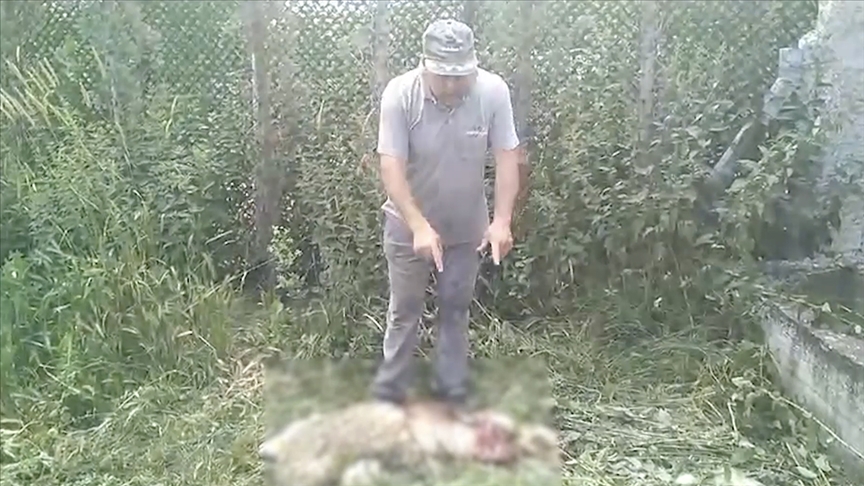 Bilecik'te sahipsiz köpeklerin saldırdığı küçükbaş hayvanlardan biri telef oldu