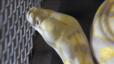 Giant python swallows woman whole in Indonesia