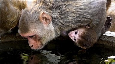 Meksika'da aşırı sıcaklar nedeniyle ölen "uluyan maymunlar"ın sayısı 250'ye yaklaştı