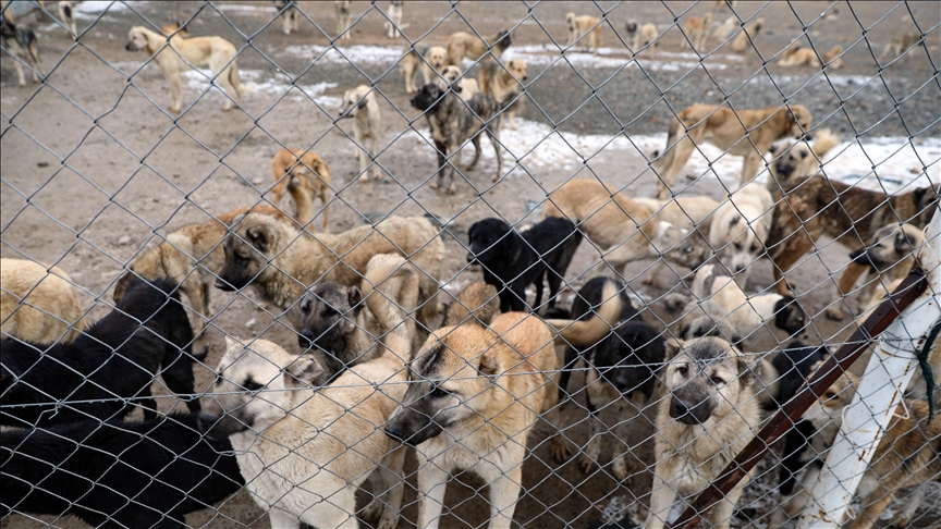 DSÖ'den "sahipsiz köpek popülasyonunun kontrolü ve aşılamanın kuduz vakaları için kritik önem taşıdığı" uyarısı