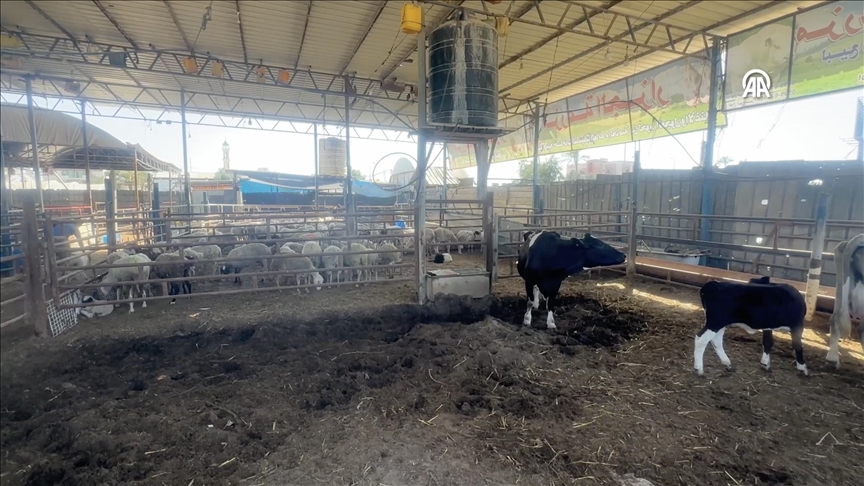 Gazze halkı, bu yıl Kurban Bayramı’nda kurban kesememenin üzüntüsünü yaşıyor