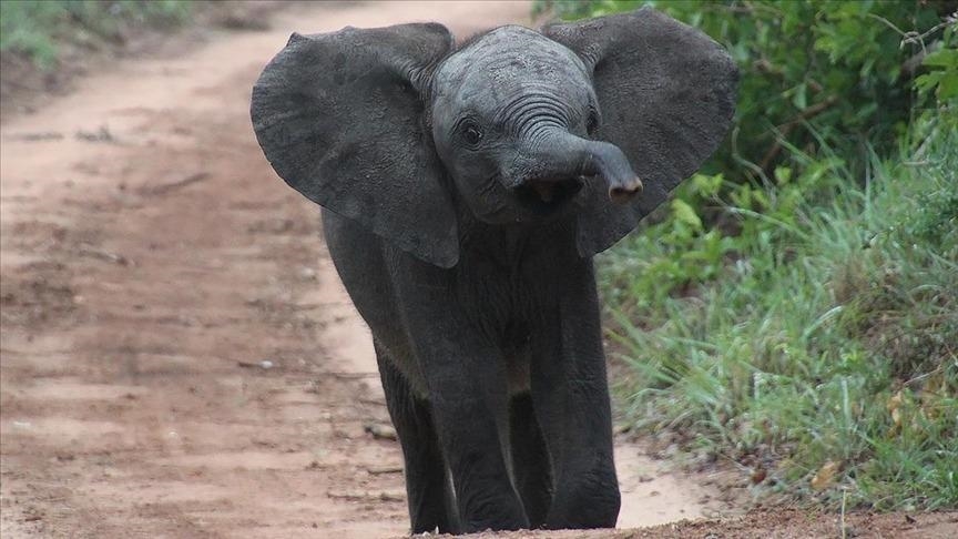 « Miracle de la nature » : La naissance de jumeaux éléphants stupéfie les défenseurs de l'environnement en Thaïlande