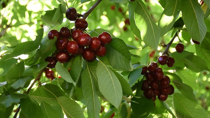 Malatya'da tescilli "dalbastı" kirazında hasat başladı