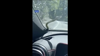 İstanbul'da aracının ön camına yılan düşen sürücünün şaşkınlığı kamerada 