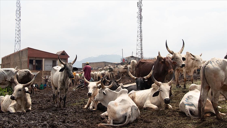 Kamerun'da Kurban Bayramı öncesi hayvan pazarlarında hareketlilik yaşanıyor