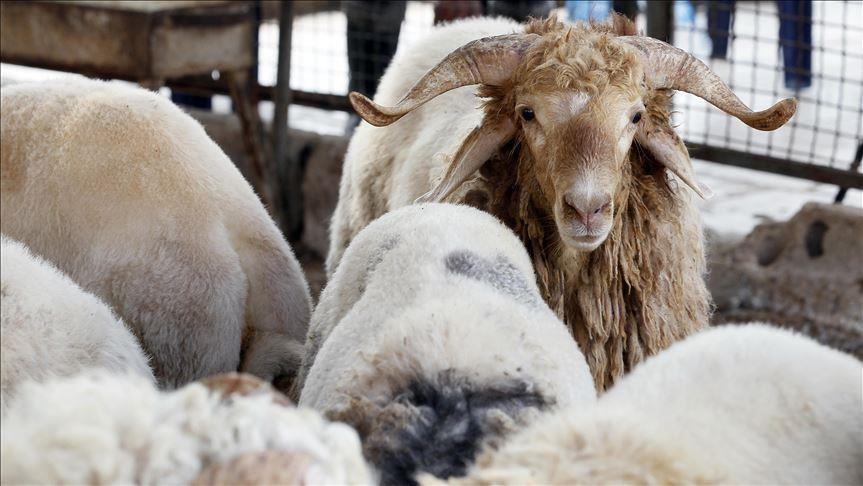 عيد الأضحى بالمغرب.. نشاط اقتصادي وتحريك لأسواق البوادي (تقرير)