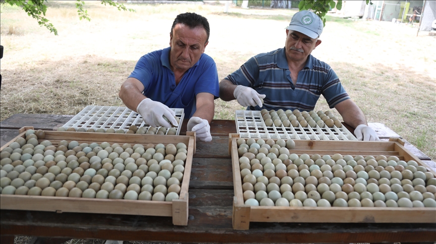 Samsun'da 55 yılda yetiştirilen 369 bin sülün farklı illerde doğaya salındı