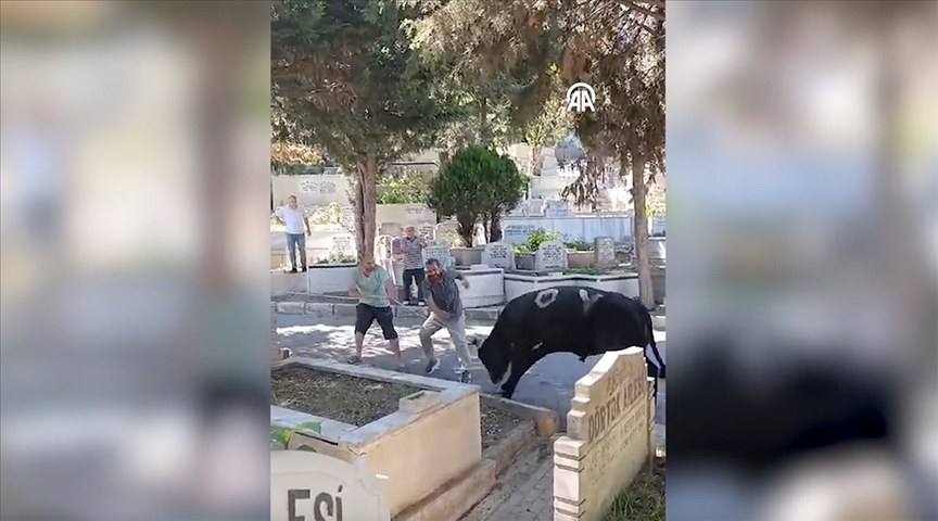 Beyoğlu'nda sahibinden kaçıp mezarlığa giren boğa 2 kişiyi yaraladı