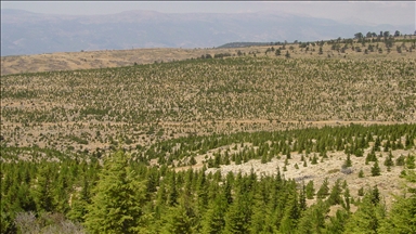 Orman teşkilatı geçen yıl 40 bin 849 hektar alanda erozyon çalışması yaptı