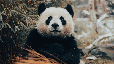 China premier promises more pandas as he begins Australia visit