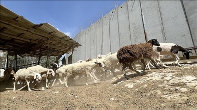 Israel's ban on entry of sacrificial animals deprives Gazans of Eid al-Adha rituals