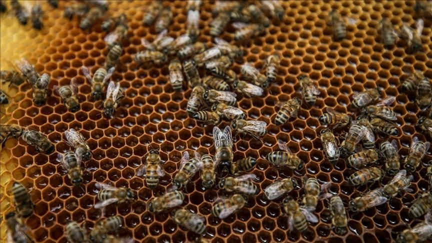 Climate change threatens Greek beekeeping industry