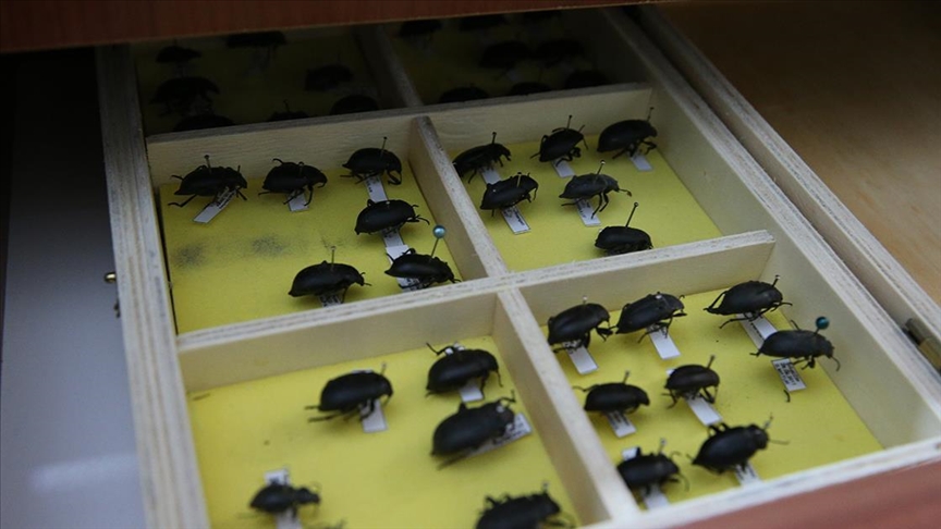 Tokat'ta üniversitenin "böcek müzesi"nde binden fazla tür bulunuyor