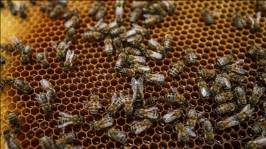 Climate change threatens Greek beekeeping industry