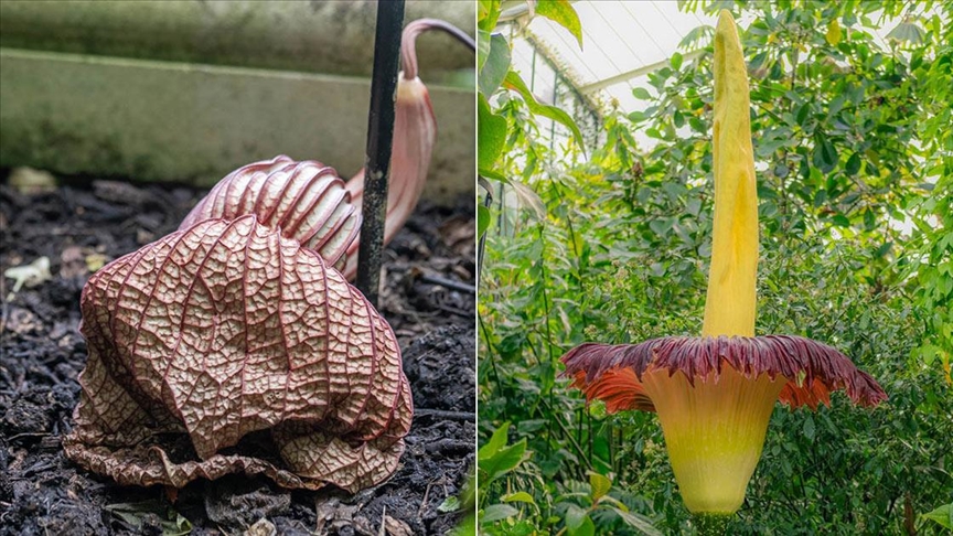 Ботаничка градина во Лондон: Најсмрдливото и најреткото цвеќе во светот процветаа во исто време