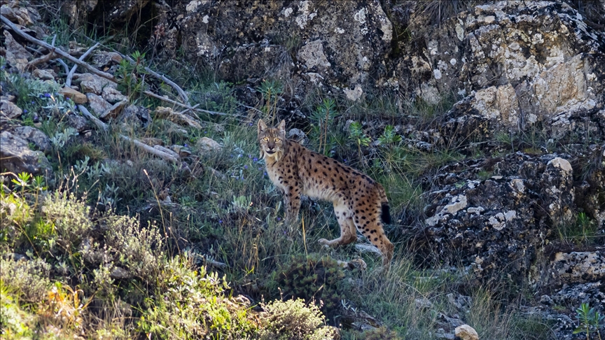 In conservation milestone, Iberian lynx pulled from endangered list