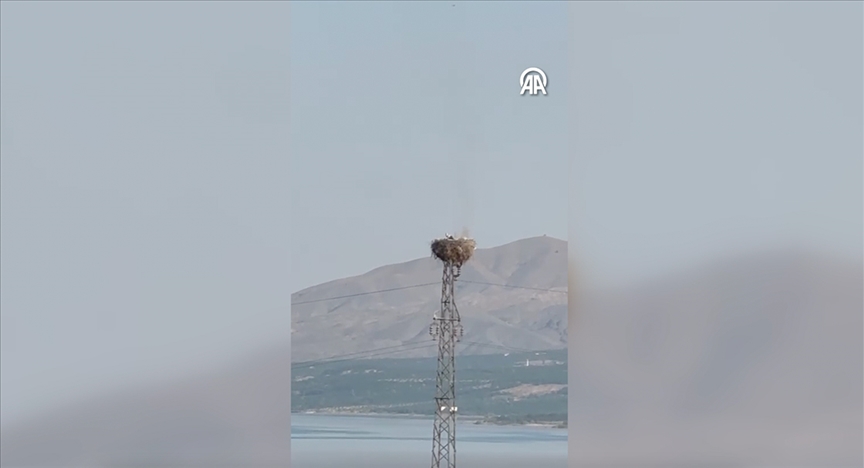 Malatya'da leylek yuvasının yanma anı cep telefonu kamerasıyla kaydedildi