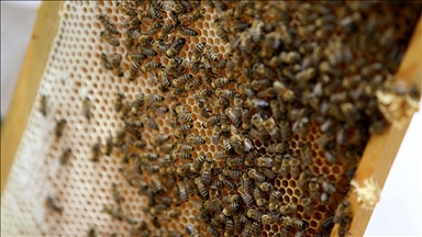 Aşırı sıcaklar arıların mesaisini zorlaştırdı 